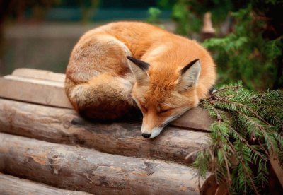 sleeping fox