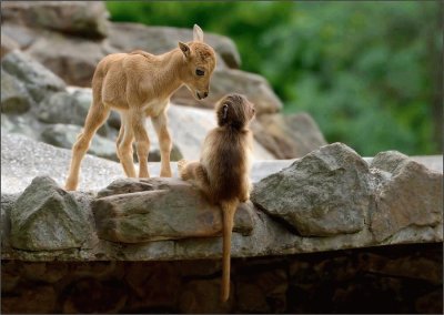 פאזל של goat and monkey