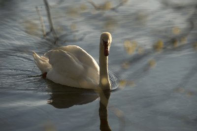 swan jigsaw puzzle