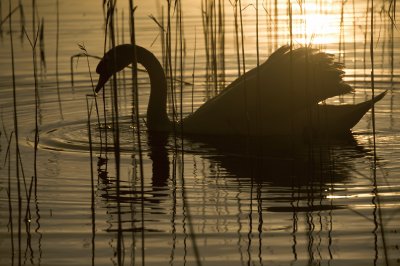 golden swan jigsaw puzzle