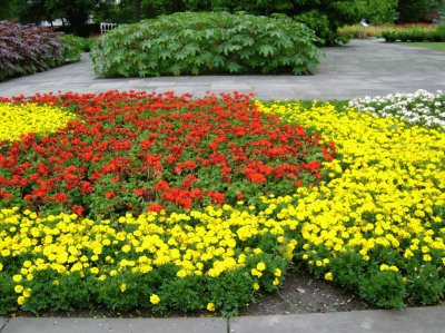 flores del jardin de colonia