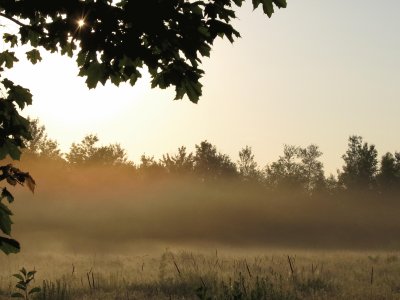 Misty backyard sunrise