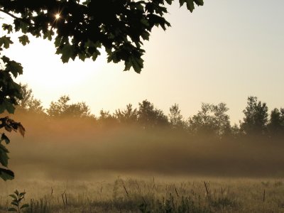 פאזל של Misty backyard sunrise