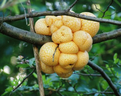 פאזל של Cyttaria Harioti (Llao Llao) - Argentina