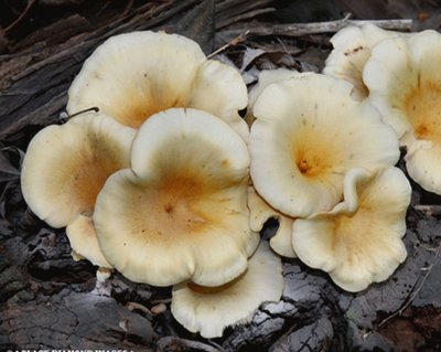 Omphalotus Nidiformis2 jigsaw puzzle