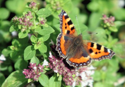 butterfly jigsaw puzzle