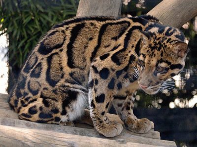 פאזל של clouded leopard