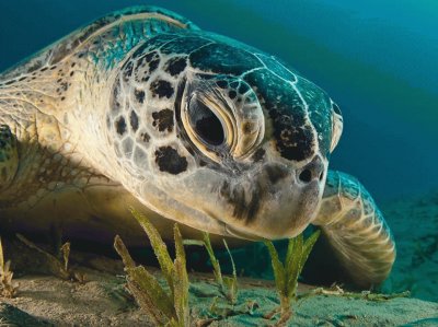 פאזל של green sea turtle