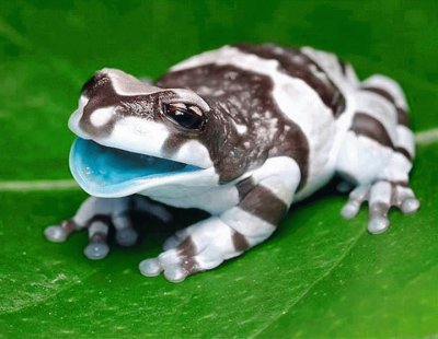 פאזל של amazon milk frog