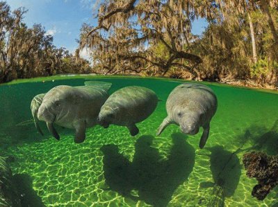 manatees