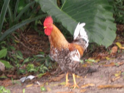 Un gallo monaguez-Venezuela