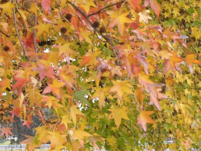 otoÃ±o en el bosque