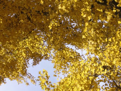 ginkgo biloba jigsaw puzzle