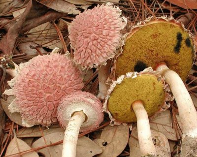 Boletellus Ananas