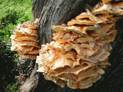 פאזל של Laetiporus Sulphureus2