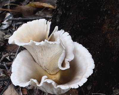 Omphalotus Nidiformis