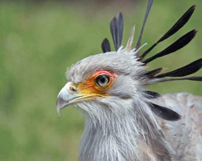 Sagittarius Serpentarius - Africa