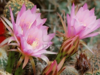 Flor de Cactus2.