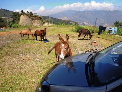 el caballo y el carro