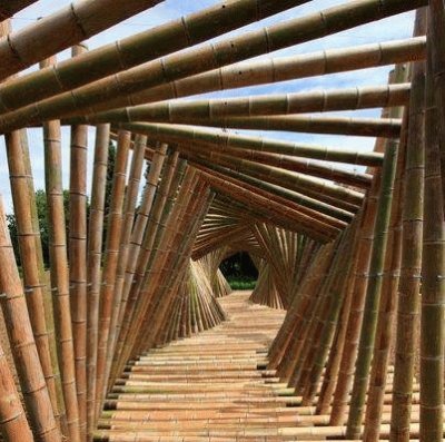 bamboo