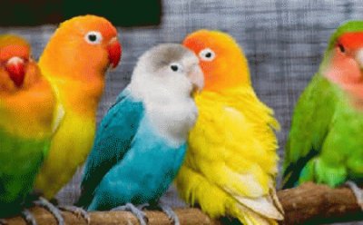 פאזל של birds