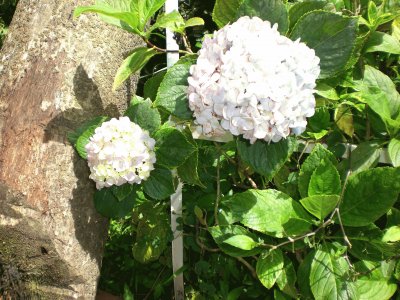 Las hortensias de mi casa jigsaw puzzle