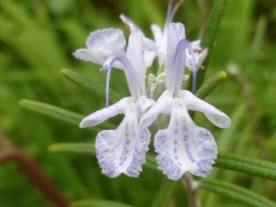 פאזל של Orquideas