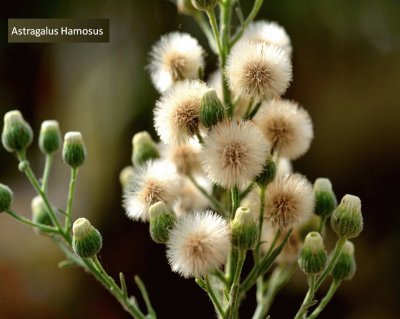 Astragalus Hamosus