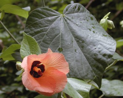 Hibiscus Tiliaceus