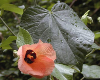 פאזל של Hibiscus Tiliaceus