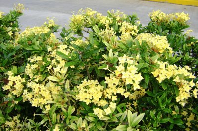 flores de laurel