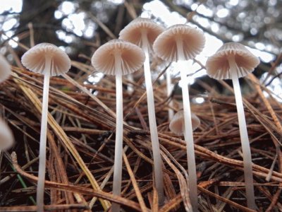 Mycena Alcalina