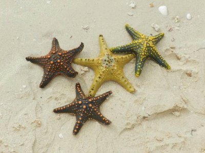 Stelle marine jigsaw puzzle