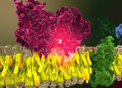 cannabinoids