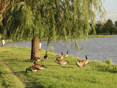 פאזל של naturaleza