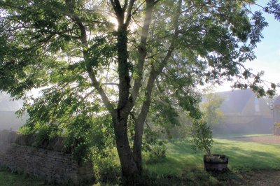 misty tree rays