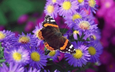 butterfly jigsaw puzzle