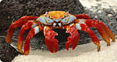פאזל של crab