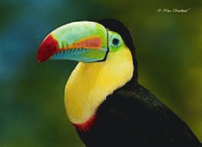 tucan jigsaw puzzle