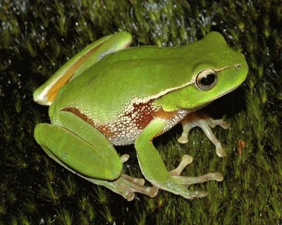 Litoria Phyllochroa jigsaw puzzle