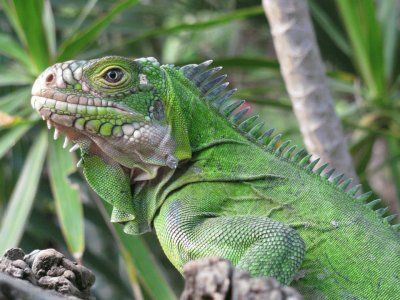 פאזל של Iguana de las Anillas