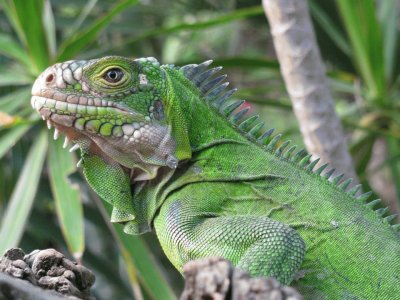 Iguana de las Anillas jigsaw puzzle