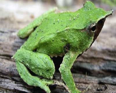 Rana Chilena de Darwin