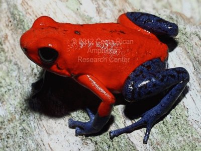 Rana venenosa