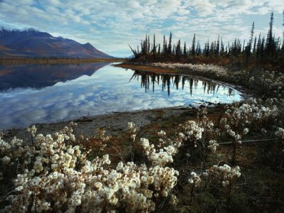 arctic summer jigsaw puzzle