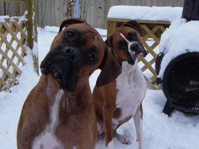HERMOSOS BOXER  EXPRESIVOS