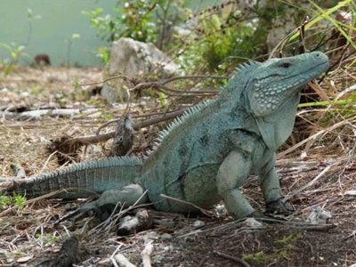 Iguana Azul jigsaw puzzle