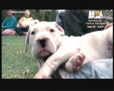 DOGO ARGENTINO