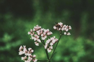 Flowers jigsaw puzzle