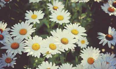 פאזל של Daisies